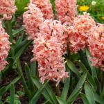 Bulbes à fleurs à planter à l'automne - Jacinthe Gipsy Queen (x3) - face recto